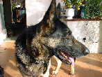 Family dog Jack